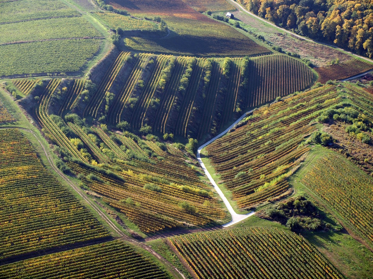 Explore Eger Wine Region
