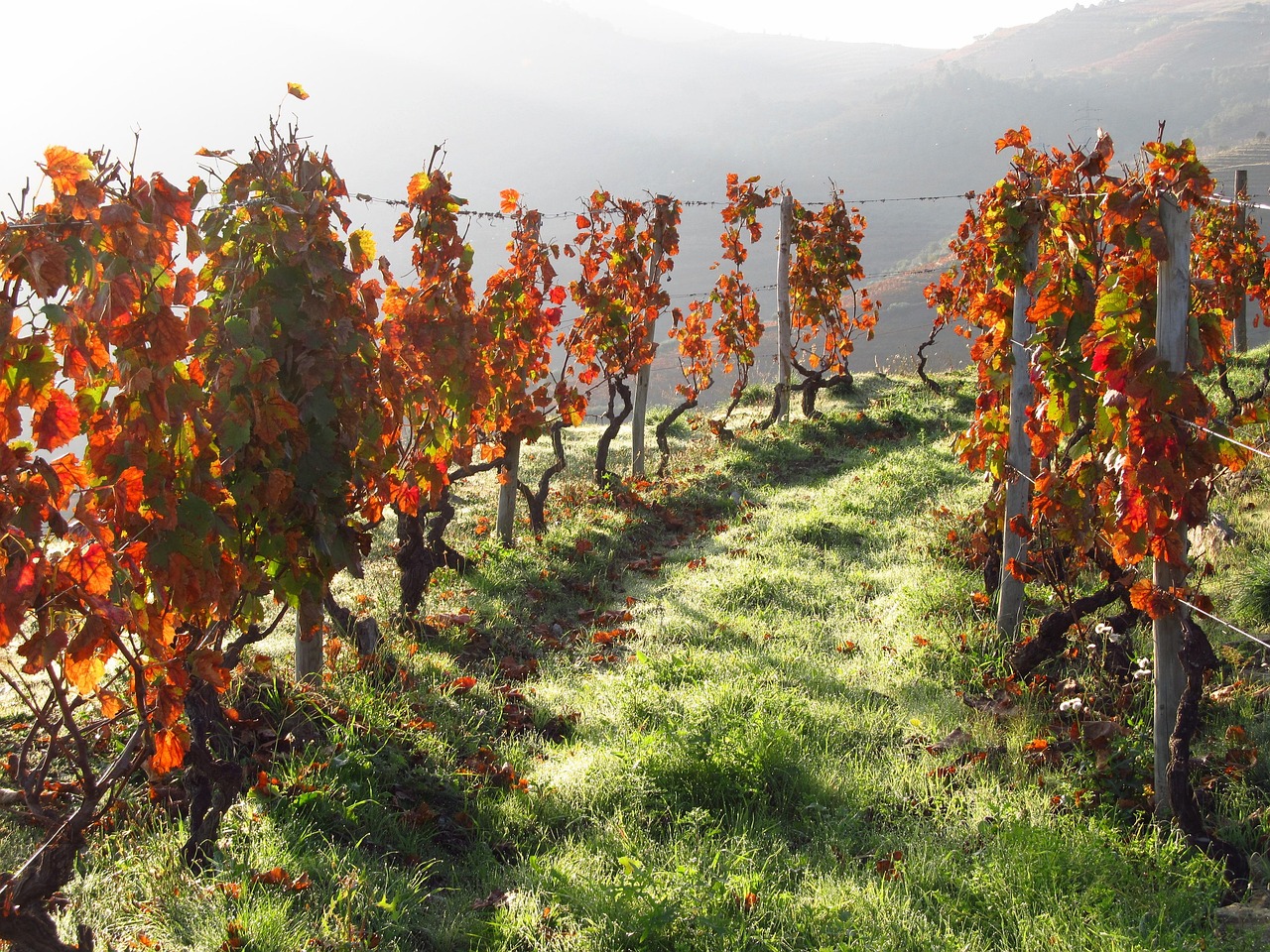 Douro Valley Wine Tour